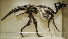 Imagen de Hadrosaurus