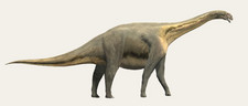Imagen de Losillasaurus