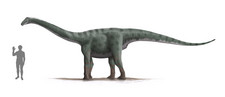 Imagen de Rinconsaurus