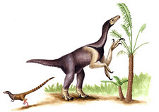 Imagen de Sinocalliopteryx