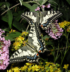 Imagen de Papilio machaon