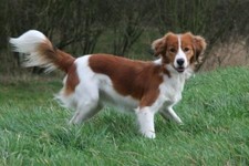 Imagen de Pequeo perro holands para la caza acutica