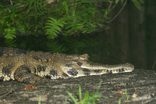 Imagen de Crocodylus cataphractus