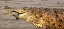 Imagen de Crocodylus intermedius