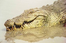Imagen de Caiman crocodilus