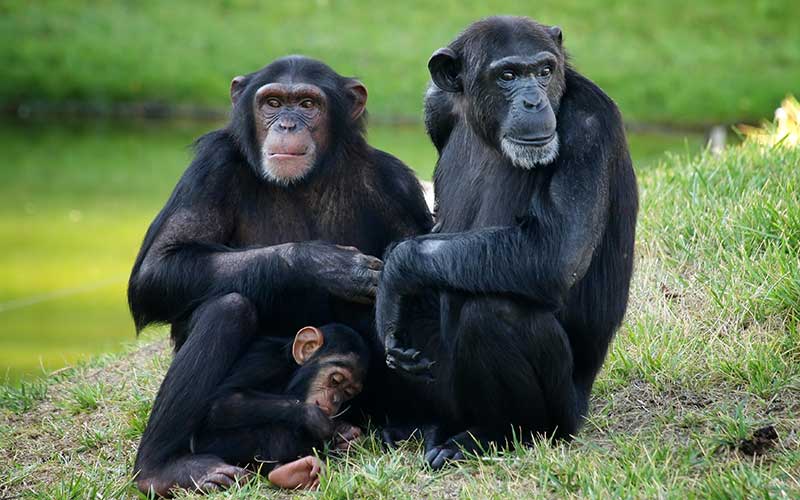 Imagen de Chimpance comn