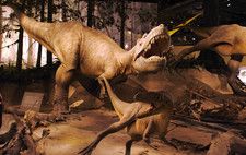 Imagen de Albertosaurus