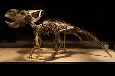 Imagen de Protoceratops