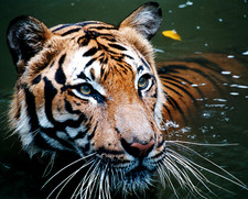 Imagen de Panthera tigris jacksoni