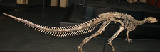 Imagen de Dryosaurus