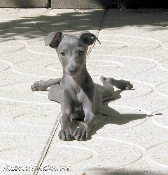 Ver Fotos De Galgo Italiano Foto Id Foto Razas De Animales Com La Guia De Animales Mas Completa De La Red Animales De Raza Animales Razas Perro Perros Gato Gatos Pajaro Pajaros Mamiferos