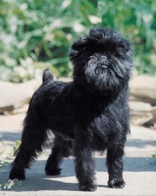 Imagen de Affenpinscher