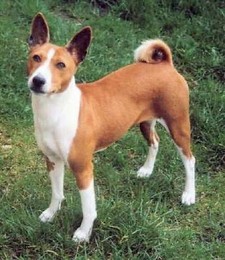 Imagen de Basenji