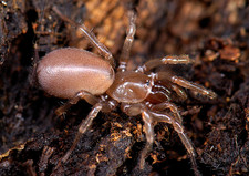 Imagen de Mecicobothriidae