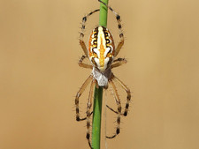 Imagen de Aculepeira armida