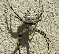 Imagen de Argiope trifasciata