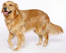 Imagen de Golden Retriever