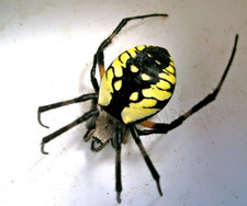 Imagen de Argiope aurantia