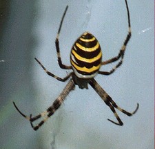 Imagen de Argiope bruennichi