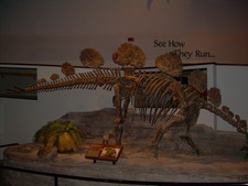 Imagen de Hesperosaurus