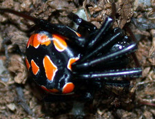 Imagen de Latrodectus tredecimguttatus