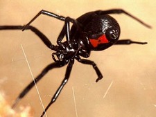 Imagen de Latrodectus mactans