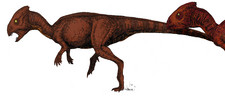 Imagen de Homalocephale