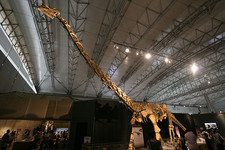 Imagen de Huabeisaurus