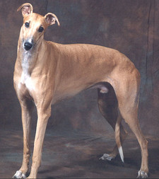 Imagen de Greyhound