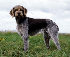 Imagen de Grifn de muestra bohemio de pelo duro