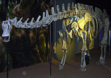 Imagen de Limaysaurus