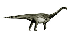 Imagen de Macrurosaurus
