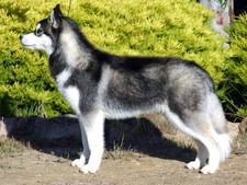 Imagen de Husky Siberiano