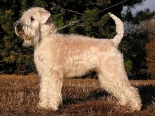 Imagen de Irish Soft Coated Wheaten Terrier