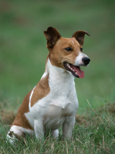 Imagen de Jack Russell Terrier