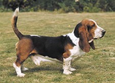 Imagen de Basset hound