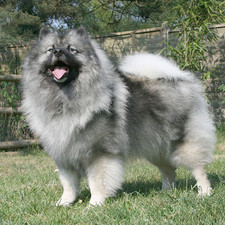 Imagen de Keeshond