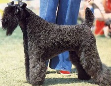 Imagen de Kerry Blue Terrier