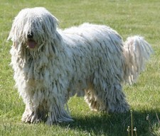 Imagen de Komondor