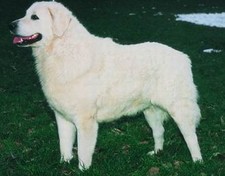 Imagen de Kuvasz