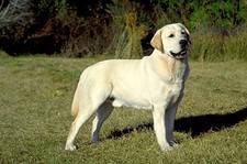 Imagen de Labrador Retriever