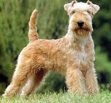 Imagen de Lakeland Terrier