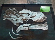 Imagen de Tapuisaurus