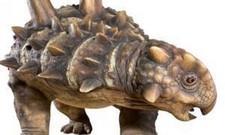 Imagen de Tatankacephalus