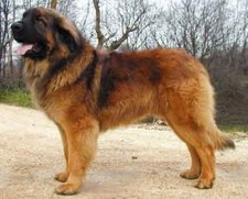 Imagen de Leonberger