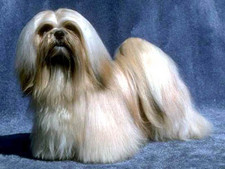 Imagen de Lhasa Apso