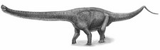 Imagen de Yuanmousaurus