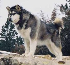 Imagen de Malamute de Alaska