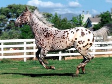 Imagen de Appaloosa