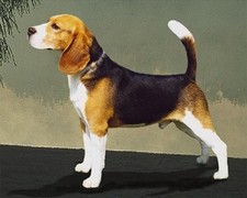 Imagen de Beagle